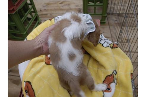 成約済の埼玉県のキャバリアキングチャールズスパニエル-52523の1枚目